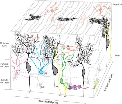 Functional Outcomes of Cerebellar Malformations